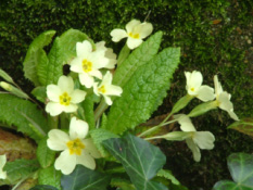 Primula vulgarisStengelloze sleutelbloem bestellen